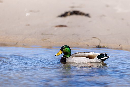 Baltic Sea: image 6 of 6