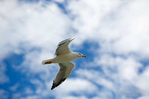 Mallorca II: image 63 of 111